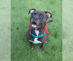 Small #9 Bullboxer Pit