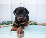 Puppy Draven Rottweiler
