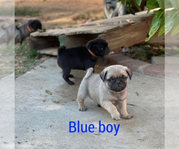 Medium Photo #3 Pug Puppy For Sale in CORONA, CA, USA