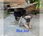 Small Photo #3 Pug Puppy For Sale in CORONA, CA, USA