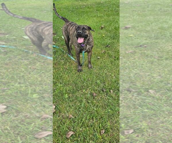 Medium Photo #1 Mutt Puppy For Sale in DuQuoin, IL, USA
