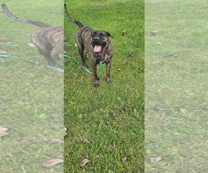 Mutt Dogs for adoption in DuQuoin, IL, USA