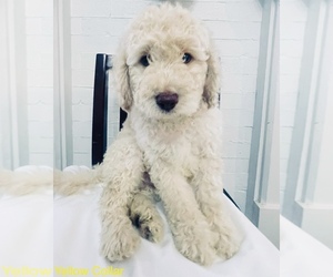 Goldendoodle Puppy for sale in FREEVILLE, NY, USA