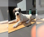 Small #3 Mutt