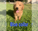 Small Photo #3 Goldendoodle (Miniature) Puppy For Sale in BAKERSFIELD, CA, USA
