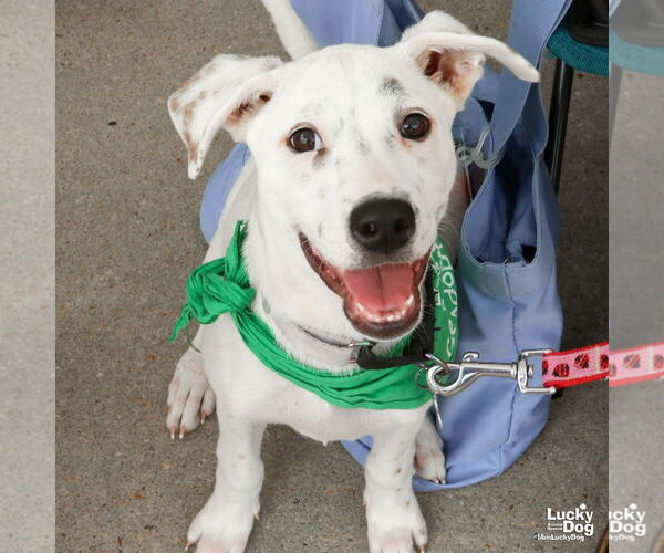 Medium Photo #10 Mutt Puppy For Sale in Washington, DC, USA