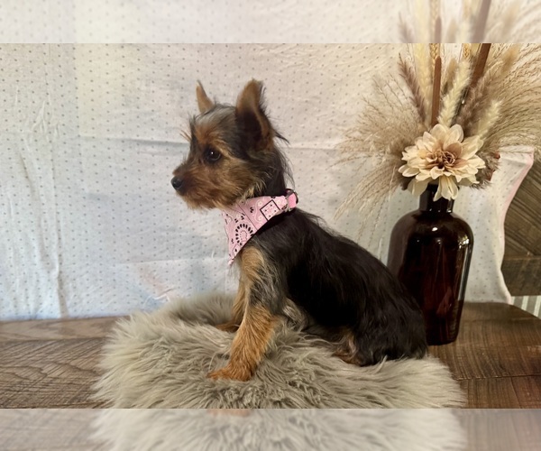 Medium Photo #3 Yorkshire Terrier Puppy For Sale in NAPPANEE, IN, USA