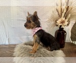 Sharla - Female Yorkshire Terrier Puppy for Sale - Photo #3