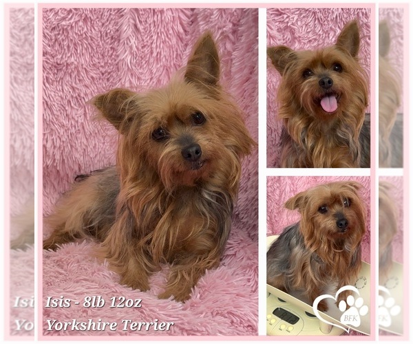 Medium Photo #1 Yorkshire Terrier Puppy For Sale in SPOKANE, WA, USA