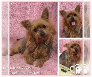 Mother of the Yorkshire Terrier puppies born on 11/22/2024