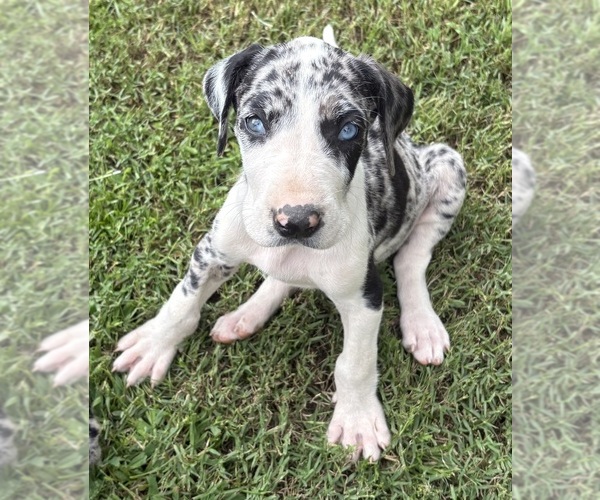 Medium Photo #1 Great Dane Puppy For Sale in CLANTON, AL, USA
