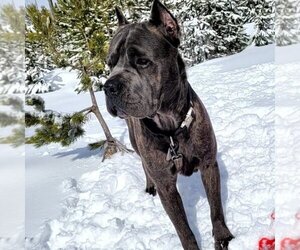 Father of the Cane Corso puppies born on 04/01/2023