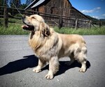 Small Photo #1 English Cream Golden Retriever Puppy For Sale in EVERETT, WA, USA
