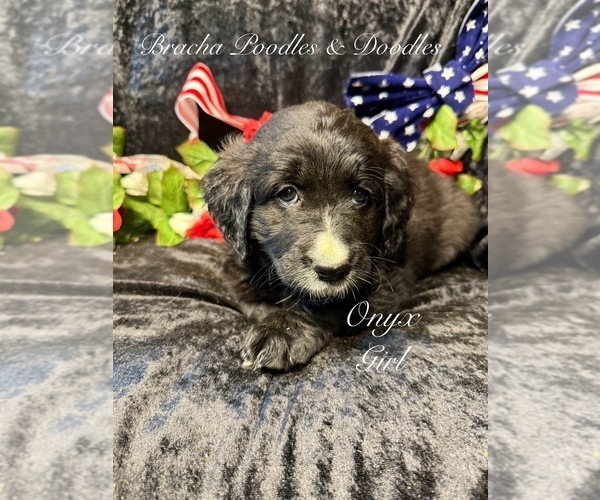 Medium Photo #8 Golden Mountain Doodle  Puppy For Sale in SAINT CLOUD, MN, USA