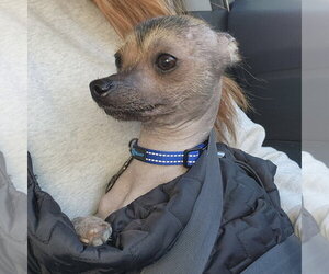 Mutt Dogs for adoption in Topeka, KS, USA