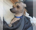 Small Mutt