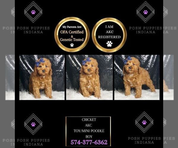 Medium Photo #1 Poodle (Miniature) Puppy For Sale in WARSAW, IN, USA