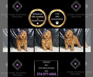 Medium Poodle (Miniature)