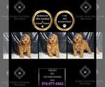 Puppy AKC Cricket Poodle (Miniature)