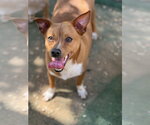 Porthos - Male Rat Terrier-Unknown Mix Dog for Adoption - Small photo