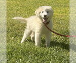 Small #2 Great Pyrenees