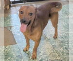 Small #1 Feist Terrier-Miniature Pinscher Mix