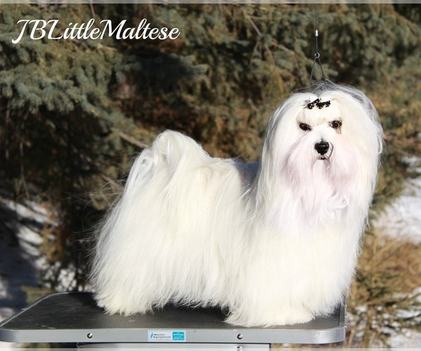 Medium Photo #8 Maltese Puppy For Sale in Kakabeka Falls, Ontario, Canada