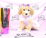 Small Photo #17 Poodle (Miniature) Puppy For Sale in LAS VEGAS, NV, USA