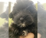 Puppy Onyx Maltipoo