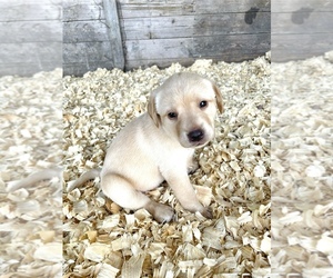 Medium Labrador Retriever