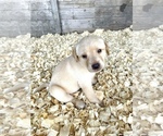 Puppy 9 Labrador Retriever