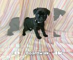 Small Photo #9 Pug Puppy For Sale in LYNDON CENTER, VT, USA