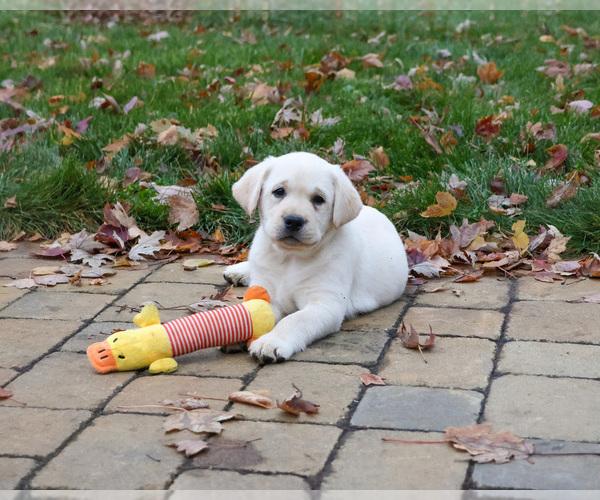Medium Photo #1 Labrador Retriever Puppy For Sale in SYRACUSE, IN, USA