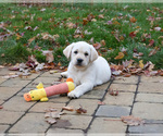 Small Labrador Retriever