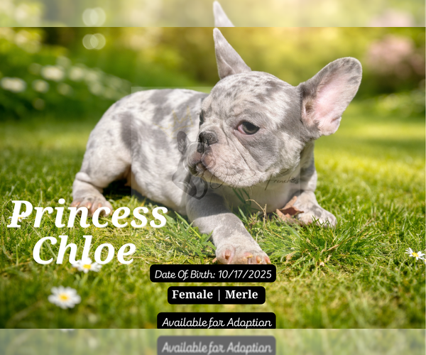 Medium Photo #3 French Bulldog Puppy For Sale in FAYETTEVILLE, GA, USA