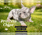 Small #2 French Bulldog
