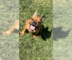 French Bulldog Puppy for sale in STKN, CA, USA