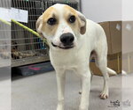 Small #6 Labrador Retriever-Retriever  Mix