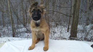 German Shepherd Dog Puppy for sale in LOGAN, OH, USA