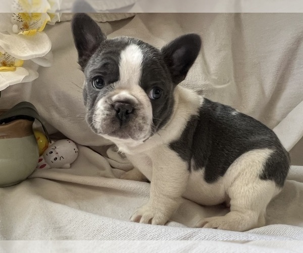Medium Photo #5 French Bulldog Puppy For Sale in SAINT CLAIR, MI, USA