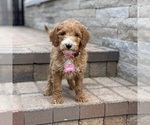 Puppy 3 Poodle (Standard)