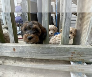 Cock-A-Poo Puppy for sale in FREDERICKSBURG, VA, USA