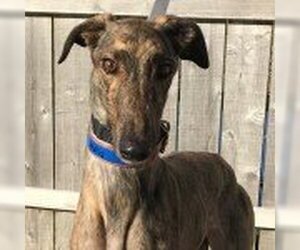 Greyhound Dogs for adoption in Grandville, MI, USA