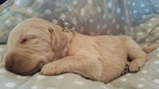 Labradoodle Puppy for sale in WINTER HAVEN, FL, USA