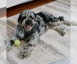 Small #2 Poodle (Standard) Mix