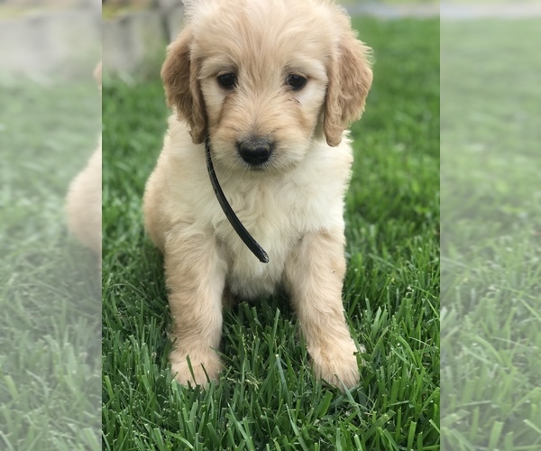 Medium Photo #7 Goldendoodle Puppy For Sale in BOWLING GREEN, KY, USA