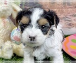 Small Photo #7 Yorkshire Terrier Puppy For Sale in CASSVILLE, MO, USA