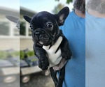 Small #5 French Bulldog