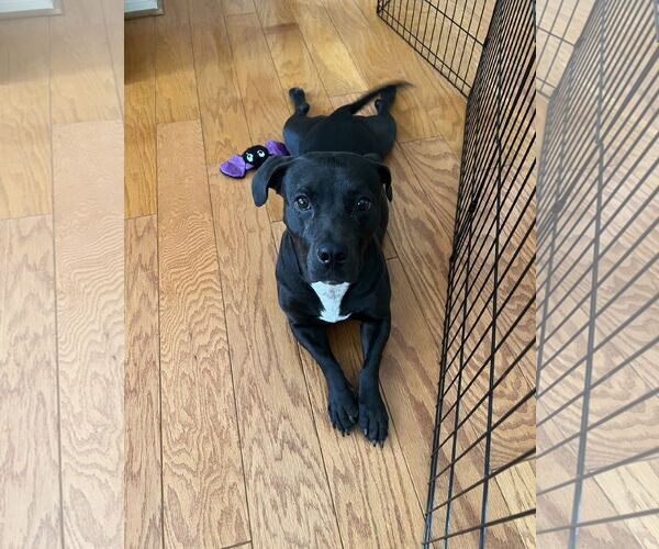 Medium Photo #9 American Pit Bull Terrier-Basset Hound Mix Puppy For Sale in The Woodlands, TX, USA