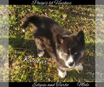 Small Photo #33 Siberian Husky Puppy For Sale in BLOOMFIELD, IN, USA